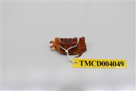 藏品(角額仿相手蟹)的圖片